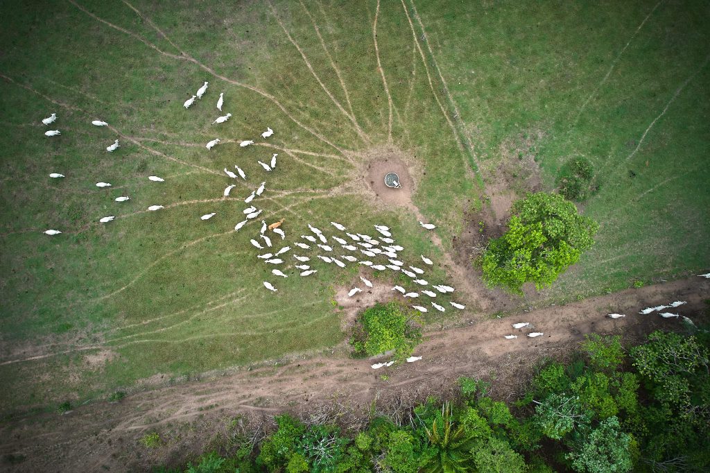 Setting the Record Straight in Brazil’s Burning Wetlands